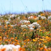 Strandveldse fynbos - Farm 215